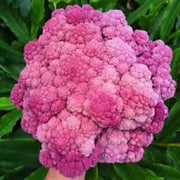 Pink Broccoli Seeds