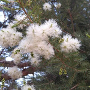 Wildflower Mix Melaleuca Seeds
