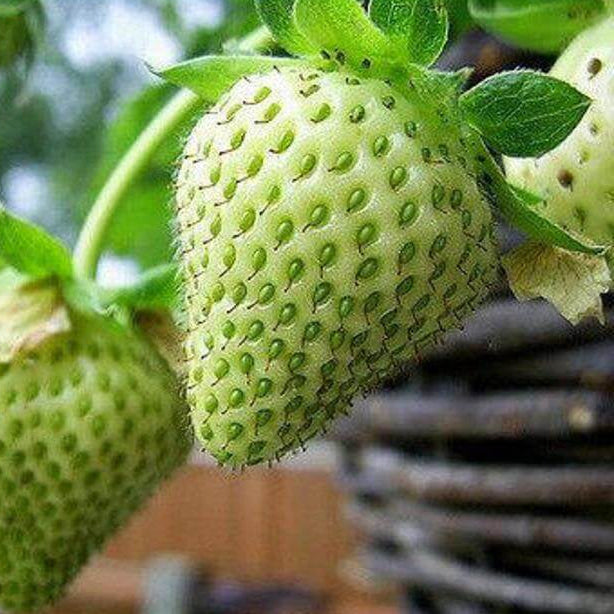Green Strawberry Seeds