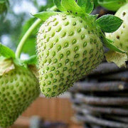 Green Strawberry Seeds