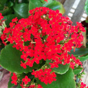 Blossfeldiana Kalanchoe Seeds