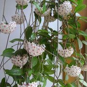 Hoya Orchid Seeds