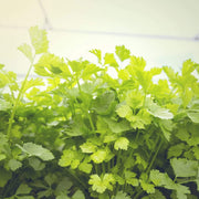 Apium graveolens Celery Seeds