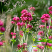 Red Jupiter's Beard Seeds, Herbal