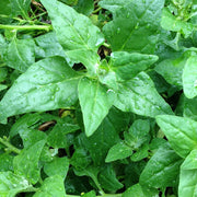 New Zealand Spinach Seeds