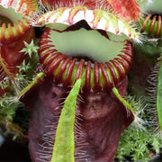 Albany Pitcher Seeds