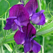 Mini Violet Violet Seeds