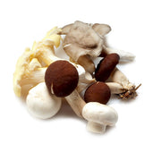 Mixed Mushroom Seeds