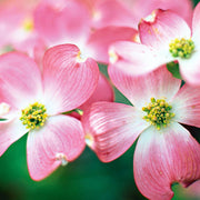 Pink Dogwood Seeds