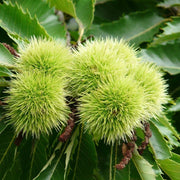 Chestnut Seeds - Herbal Plant for Home Gardens Seeds