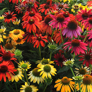 Cheyenne Spirit Coneflower Seeds