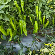 Chilli Pepper Seeds