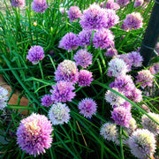 Allium schoenoprasum Chive Seeds, Herbal