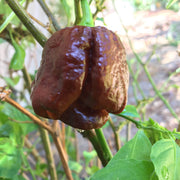 Chocolate Moruga Hot Pepper Seeds