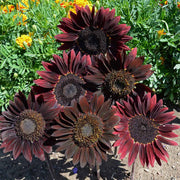 Chocolate Sunflower Seeds