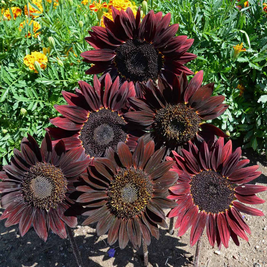 Chocolate Sunflower Seeds