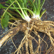 Horseradish Seeds, Heirloom