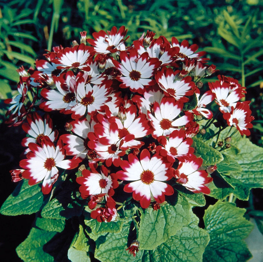 Cineraria Flower Seeds -  Pericallis x hybrida Flower Seeds