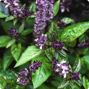 Cinnamon Ocimum Basilicum Basil Seeds, Herbal