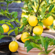 Villafranca Lemon Seeds