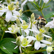 Virginiana Clematis Seeds