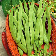 Green Romano Pole Bean Seeds