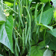 Climbing Runner Bean Seeds