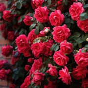 Fragrant Climbing Rose Seeds