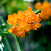 Orange Bell Orchid Seeds