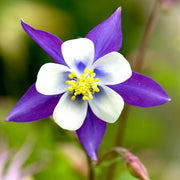 Purple Columbine Seeds