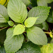 Clove Basil Seeds, Herbal