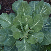 Collard Green Seeds – Brassica oleracea var. viridis