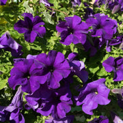 Petunia Seeds – Petunia × hybrida