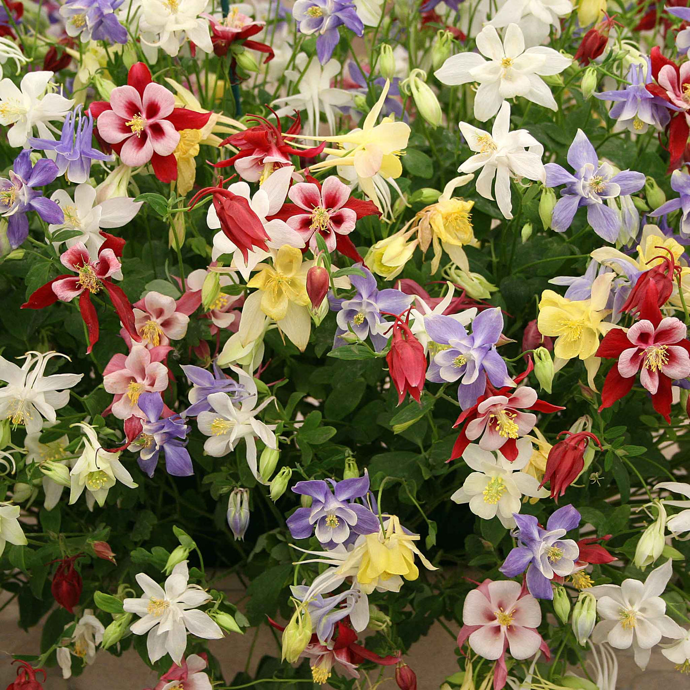 Aquilegia Mixed Mckana Giant Columbine Seeds