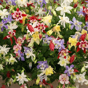 Aquilegia Mixed Mckana Giant Columbine Seeds