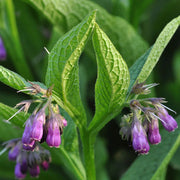 Comfrey Seeds - Herbal Plant for Home Gardens Seeds