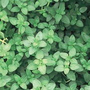 Thyme Herb Seeds, Thymus vulgaris Herb Seeds