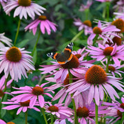 Attracts Bees and Butterflies Coneflower Seeds