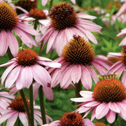 Purple Coneflower Seeds