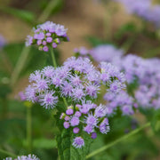 Blue Hardy Ageratum Mistflower Seeds