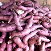 Sweet Potato Pink Dichondra Seeds