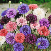 Polka Dot Mix Bachelor Buttons Seeds
