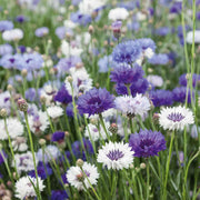 Bachelor Button Cornflower Seeds