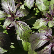 Corsican Basil Seeds, Herbal