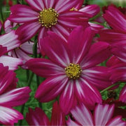 Peppermint Cosmos Seeds