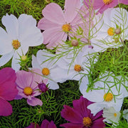Mixed Cosmos Seeds
