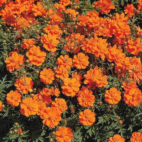 Sulphur Cosmos Seeds - Cosmos sulphureus Flower Seeds