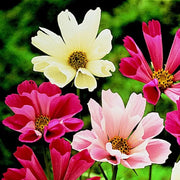 Sea Shells Bipinnatus Cosmos Seeds