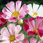 Sea Shells Bipinnatus Cosmos Seeds