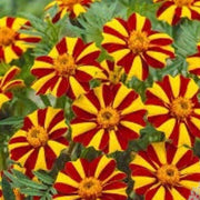 Court Jester Marigold Seeds